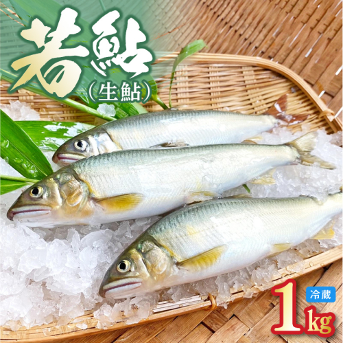 若鮎(生鮎)1kg【冷蔵】 N070-YA3369_1 1395480 - 宮崎県延岡市