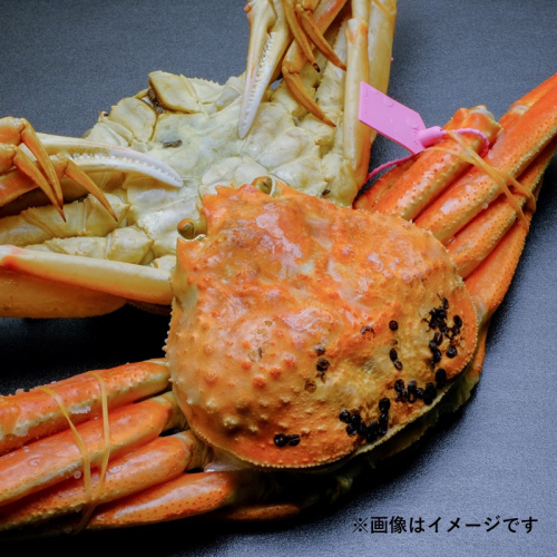 【蟹の匠 魚政】ボイル済み 急速冷凍 茹でズワイガニ 700g級 （茹で上げ後600g） 1匹 1396232 - 京都府京丹後市