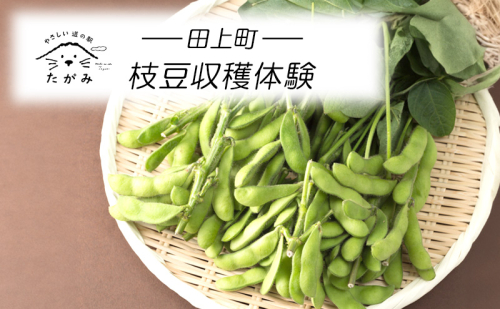 枝豆収穫体験 1396865 - 新潟県田上町