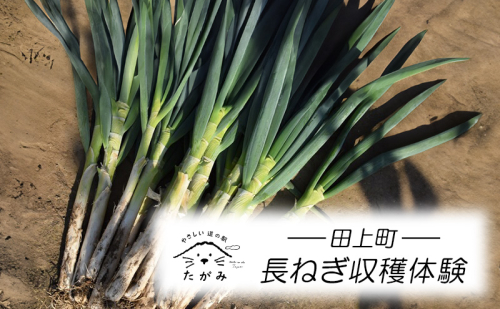 長ねぎ収穫体験 1396867 - 新潟県田上町