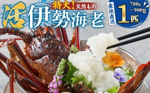 【特大】天然 活 伊勢海老 １匹（700g～900g）南紀黒潮イセエビ 年末年始 お正月 お届け可 【着日指定必須】｜期間限定 漁師直送 海鮮 海老 とれたて 人気 高級 産地直送 1397626 - 和歌山県那智勝浦町