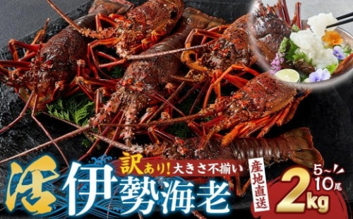 【訳あり】天然 活 伊勢海老 約2kg（ 5～10尾 大きさ 不揃い ）南紀黒潮イセエビ 年末年始 お正月 お届け可【着日指定必須】｜ 期間限定 漁師直送 海鮮 海老 とれたて 人気 1397627 - 和歌山県那智勝浦町