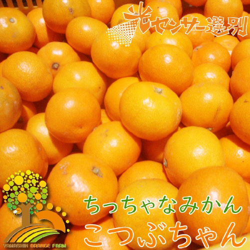 ちっちゃな 有田みかん こつぶみかん10kg （3S～2Sサイズ混合）| 小粒 光センサー選別 温州みかん みかん 柑橘 果物 くだもの フルーツ 1399210 - 和歌山県美浜町