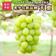 【先行予約】希少な新品種 天恵（9月中旬より順次発送） ぶどう 葡萄[AH004ci]