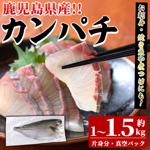 鮮度抜群！鹿児島県産カンパチ(片身分・1～1.5kg) 国産 刺身 鹿児島産 魚貝 魚介 海産物 刺身 かんぱち カンパチ 焼き魚 煮つけ【さるがく水産】akn028-28 1399729 - 鹿児島県阿久根市