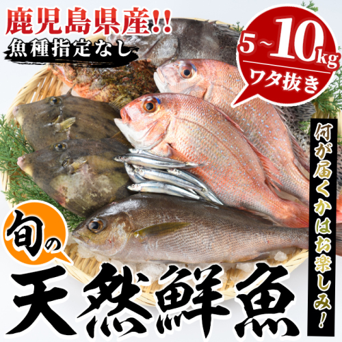 旬の天然鮮魚BOX(5～10kg) 国産 刺身 魚貝 魚介 鮮魚 海産物 天然物 煮つけ 焼き魚【さるがく水産】akn028-29 1399730 - 鹿児島県阿久根市