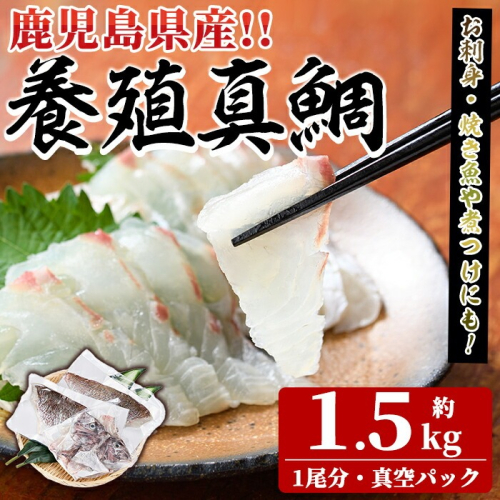 鮮度抜群！養殖真鯛(1尾分・約1.5kg) 鯛 真鯛 魚貝 魚介 海産物 刺身 焼き魚 煮つけ 真空パック【さるがく水産】akn028-08 1399756 - 鹿児島県阿久根市