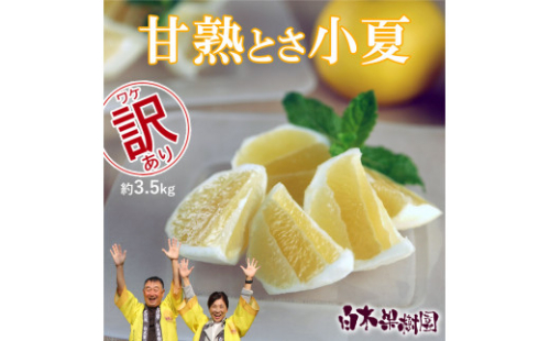 【先行予約】甘熟とさ小夏 約3.5kg 2S～2L 　ご自宅用 1401905 - 高知県土佐市