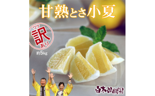 甘熟とさ小夏 約5kg 2S～2L ご自宅用 1401906 - 高知県土佐市