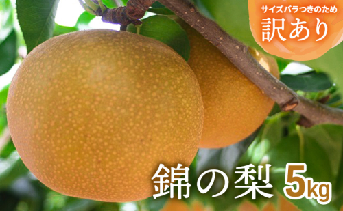 訳あり 梨 錦の梨 5kg 果物 フルーツ ※配送不可:離島 1402025 - 熊本県錦町