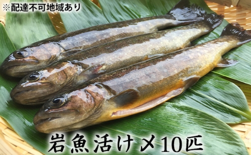 岩魚（イワナ）活け〆10匹　内臓処理済み（氷詰め） 140360 - 秋田県仙北市