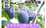 完熟プルーン　約２kg　長野県佐久市産　（北海道、九州、沖縄、離島への発送不可）【出荷時期：2024年8月15日出荷開始～2024年10月10日出荷終了】【梅屋果樹園　安全でおいしい果実づくり　農薬や化学肥料をおさえ 長野県 佐久市 】