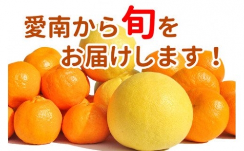 清家ばんかんビレッジの旬の柑橘詰め合わせ ５kg 発送期間: 12月20日～4月30日