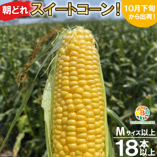 BF109 10月下旬から出荷！「朝どれスイートコーン！」Mサイズ以上×18本以上【全国的にも珍しい秋季出荷】 140731 - 長崎県島原市