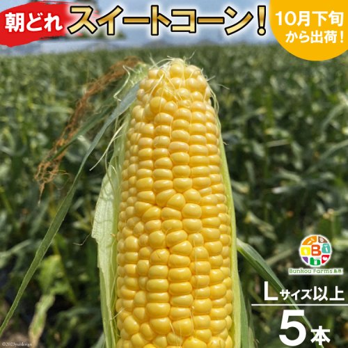 BF110 10月下旬から出荷！「朝どれスイートコーン！」Lサイズ以上×5本セット【全国的にも珍しい秋季出荷】 140732 - 長崎県島原市