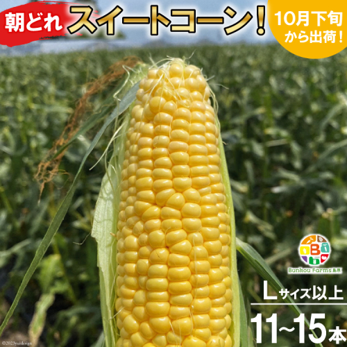 BF111 10月下旬から出荷！「朝どれスイートコーン！」Lサイズ以上×11～15本セット【全国的にも珍しい秋季出荷】 140733 - 長崎県島原市