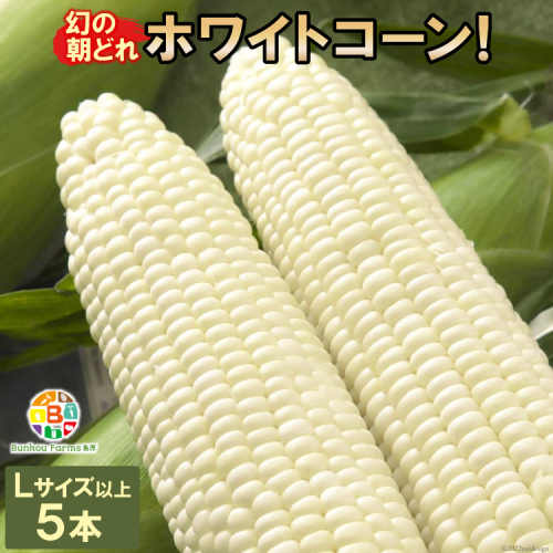 BF113 10月下旬から出荷！「幻の朝どれホワイトコーン！」Lサイズ以上×5本セット【全国的にも珍しい秋季出荷】 140735 - 長崎県島原市