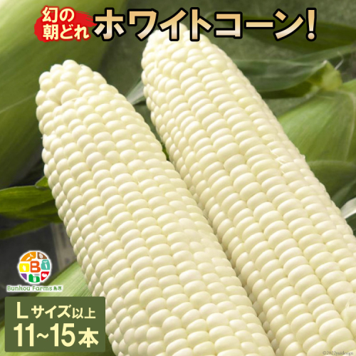 BF114 10月下旬から出荷！「幻の朝どれホワイトコーン！」Lサイズ以上×11～15本セット【全国的にも珍しい秋季出荷】 140736 - 長崎県島原市