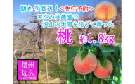 〈先行予約〉朝もぎ直送！天空の桃農園で、沢山の太陽を浴びて育った　大玉　桃　約1.8kg （北海道、沖縄、離島への発送不可）＜出荷開始：2024年 8月1日～2024年 8月20日まで＞【フルーツ もも 長野県 佐久市 】