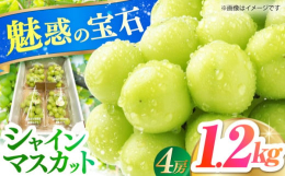長崎県松浦市御厨で栽培されたシャインマスカットです。ジューシーかつ種無し、果皮が薄くてやわらかく、皮ごと食べられます♪大玉で高糖度！糖度は18度以上です。この時期にしか味わえない旬の味覚を贅沢に4Pセ