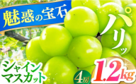 【2024年8月発送】糖度18度以上！長崎県産シャインマスカット 1.2kg 種無し 長崎県/長崎果匠 [42AABK011]　ぶどう マスカット 種なし 高糖度 しゃいんますかっと フルーツ