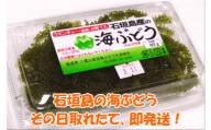 海ぶどう 60g入×3パック　計180g (タレ付き)・収穫当日に発送！《4月～10月順次発送》【 沖縄県 石垣市 海ブドウ 海藻 クビレヅタ 養殖 プチプチ 食感 常温 】SI-65