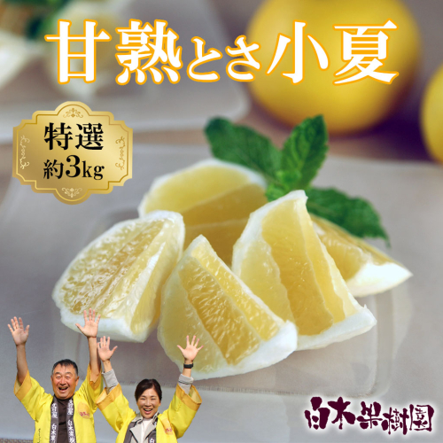 ＜先行予約＞甘熟とさ小夏 約3kg S～Lサイズ 特選品 贈答用 果物 柑橘 フルーツ 日向夏 ニューサマーオレンジ こなつ 小夏 すくも小夏 宿毛小夏 みかん 高知県 土佐市 お取り寄せ 産地直送 おいしい 美味しい ギフト 1412109 - 高知県土佐市