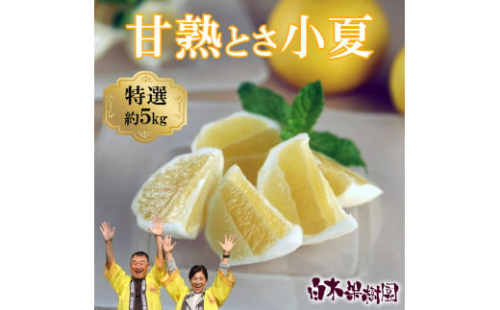 ＜先行予約＞甘熟とさ小夏 約5kg S～Lサイズ 特選品 贈答用 1412115 - 高知県土佐市