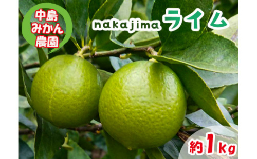  【2026年10月上旬から順次発送】ライム 1kg 中島みかん農園｜柑橘 果汁酸味 果物 くだもの 果実 国産 フルーツ 有名 愛媛 松山 瀬戸内 ビタミン 美味しい 生産者 直送 産直 無添加 ライムサワー ジュース チューハイ