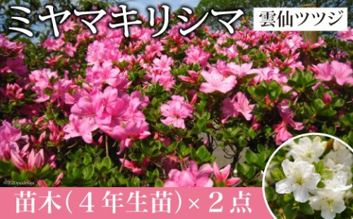 ミヤマキリシマ 雲仙ツツジ 苗木 × 2点 [ミヤマガーデン 長崎県 雲仙市 item1752] つつじ ツツジ 苗 花 141313 - 長崎県雲仙市