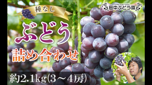 ※8/1より規格変更※＜2024年8月中旬～発送＞食べやすい！田中ぶどう園の種無しぶどうの詰め合わせ　約2.1kg（3～4房）※発送前のご連絡はできませんので、ご注意ください※ 1414672 - 大阪府河内長野市