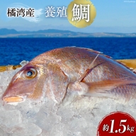 橘湾産養殖 鯛　約1.5kg / 荒木鮮魚店 / 長崎県 雲仙市 [item1091]