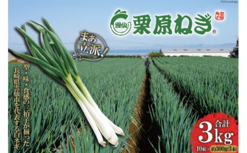 【期間限定発送】 ねぎ 雲仙栗原ねぎ 約300g（3本）×10束 計3kg [栗原ねぎ 長崎県 雲仙市 item1894] ネギ 白ネギ 野菜 10束 3キロ 141515 - 長崎県雲仙市