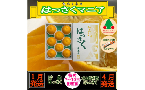 定期便 はっさく マニア 貯蔵 ＆ 木成完熟 特秀 7 ～ 10玉 化粧箱 全2回 和歌山 有田 南泰園 1415673 - 和歌山県有田川町