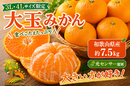 有田みかん 約7.5kg 大玉3L以上 有機質肥料100% ＼光センサー選別／ 農家直送  1415680 - 和歌山県美浜町