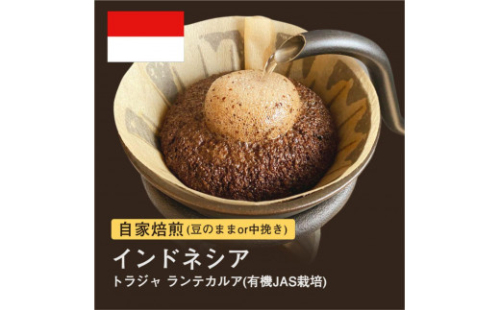 #007 トラジャ ランテカルア コーヒー豆 310g 大山珈琲 ご注文後に丁寧に焙煎します 1416653 - 大阪府堺市