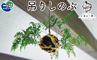 [先行予約]吊りしのぶ(9cm玉) 苔玉 観葉植物 ハンギンググリーン 和風インテリア 夏の涼 風鈴 日本の夏 室内 玄関 リビング 癒しグッズ グリーンインテリア 初心者向け 育てやすい ギフト 贈り物 岩手県一関市 厳美町 あすみ工房