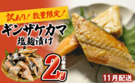 鮭【 訳あり / 限定 】国産 銀鮭 カマ 塩麹漬け 2kg 11月配送 冷凍 不揃い 家庭用 鮭  さけ サーモン 焼魚 惣菜 魚 カマ シャケ しゃけ 鮭カマ わけあり 希少 冷凍 数量限定 宮城県 石巻市