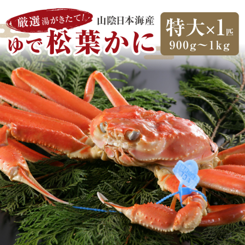 【11月発送】厳選湯がきたて！山陰日本海産ゆで松葉かに　900g～1kg特大サイズ/北畿水産 1417843 - 京都府京丹後市