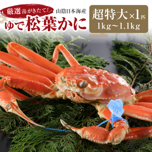 【12月発送】厳選湯がきたて！山陰日本海産ゆで松葉かに　1kg～1.1kg超特大サイズ/北畿水産 1417858 - 京都府京丹後市