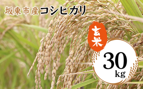 No.756 令和6年産　玄米　コシヒカリ30kg【坂東市産】 ／ お米 げんまい こしひかり 大容量 茨城県 特産品 1418086 - 茨城県坂東市