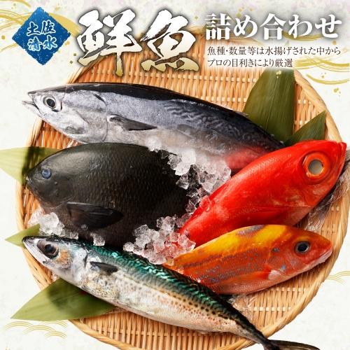 おまかせ！季節の鮮魚 お楽しみセット（アクアマリンコース）天然魚 食べ比べ 魚介類 海鮮料理【R00480】