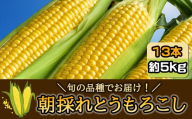 【先行受付2025年7月発送】朝採れとうもろこし 約5kg 13本 旬の品種でお届け！／ふるさと納税 とうもろこし トウモロコシ 朝採れ 千葉県 山武市 SMBQ001