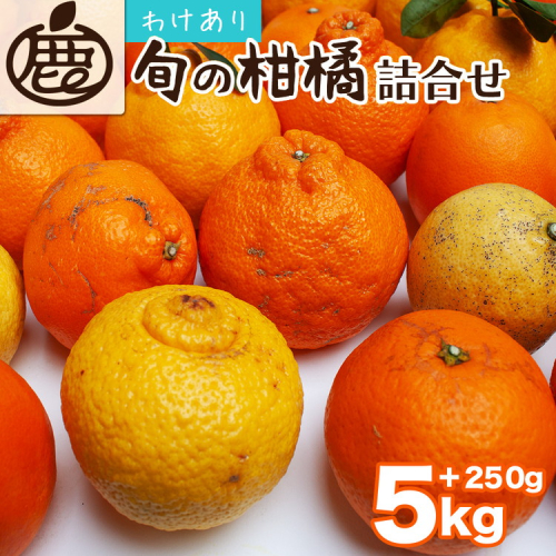 ＜1月より発送＞家庭用 柑橘詰合せ5kg+250g（傷み補償分）◇【訳あり・わけあり】【有田の春みかん詰め合わせ・フルーツ詰め合せ・オレンジつめあわせ】【光センサー選別】 ※北海道・沖縄・離島への配送不可 ※2026年1月上旬～4月下旬頃に順次発送予定 1419634 - 和歌山県美浜町