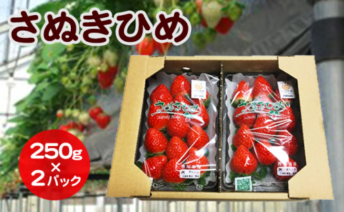 いちご さぬきひめ DXパック 500g (250g×2パック) 香川県産 苺 イチゴ フルーツ 果物 くだもの 旬のフルーツ 旬の果物 大粒 香川 香川県 東かがわ市 141965 - 香川県東かがわ市