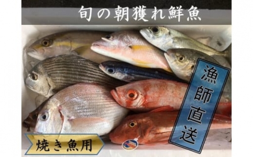旬の朝獲れ鮮魚(焼き魚用)漁師おすすめセット 【以布利定置網 漁師直送】【R00406】 14199 - 高知県土佐清水市