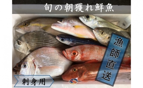 旬の朝獲れ鮮魚(刺身用)漁師おすすめセット【以布利定置網 漁師直送】【R00407】 14200 - 高知県土佐清水市