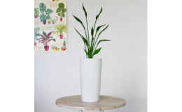 育てやすい観葉植物です。◆品種ストレリチア ユンケア極楽鳥花(ストレリチア)の仲間で、葉をもたないことから「ノンリーフ」と呼ばれます。乾燥に強く丈夫です。シンプルで特異な草姿が特徴。乾燥気味で管理する