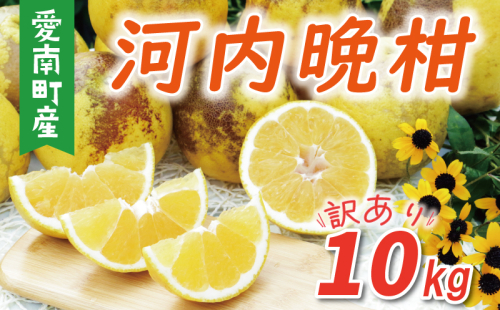 訳あり 河内晩柑 樹齢 30年以上 10kg （ サイズ おまかせ ） 7000円 みかん かわちばんかん 愛南ゴールド あいなん ゴールド 美生柑 文旦 グレープフルーツ 和製 家庭用 産地直送 国産 農家直送 期間限定 数量限定 ビタミン 特産品 ゼリー ジュース マーマレード ピール ドライフルーツ 人気 限定 さわやか 甘い フルーツ 果物 柑橘 蜜柑 規格外 愛南町 愛媛県 果樹園みどり 1420510 - 愛媛県愛南町