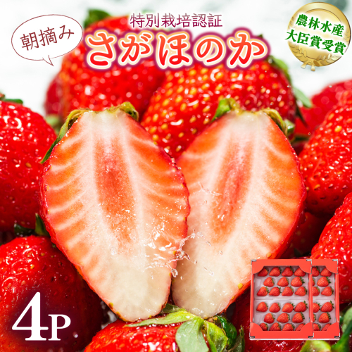 《先行予約・数量限定》あまい果汁溢れる最高級品質「さがほのか」約1kg（235g×4p） 1421449 - 佐賀県上峰町